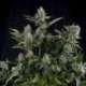 3 UND FEM - WHITE WIDOW CBD * PYRAMID SEEDS FEMINIZADA 3 UND