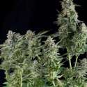 3 UND FEM - NORTHERN LIGHTS CBD * PYRAMID SEEDS FEMINIZADA 3 UND