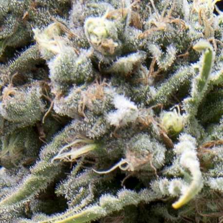 3 UND FEM - AUTO WHITE WIDOW CBD * PYRAMID SEEDS FEMINIZADA 3 UND