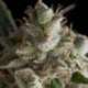 5 UND FEM - FRESH CANDY * PYRAMID SEEDS 5 UND FEMINIZADAS