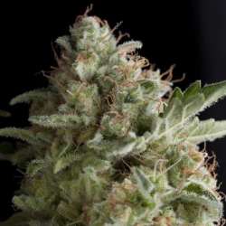 5 UND FEM - AMERICAN PIE * PYRAMID SEEDS 5 UND FEMINIZADAS