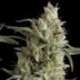 5 UND FEM - SUPER OG KUSH * PYRAMID SEEDS FEMINIZADA 5 UND