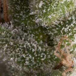 5 UND FEM - AUTO FRESH CANDY * PYRAMID SEEDS FEMINIZADA 5 UND