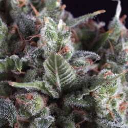 5 UND FEM - OLYMPIA * PYRAMID SEEDS FEMINIZADA 5 UND