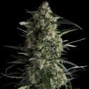 5 UND FEM - GALAXY CBD * PYRAMID SEEDS FEMINIZADA 5 UND