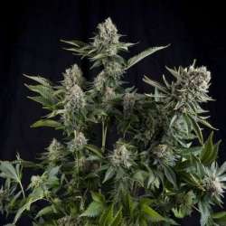 5 UND FEM - WHITE WIDOW CBD * PYRAMID SEEDS FEMINIZADA 5 UND