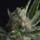 5 UND FEM - SHARK CBD * PYRAMID SEEDS FEMINIZADA 5 UND