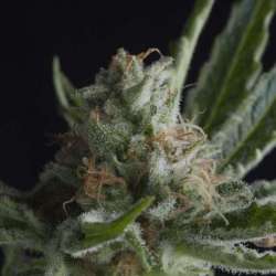 5 UND FEM - SHARK CBD * PYRAMID SEEDS FEMINIZADA 5 UND