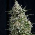 50 UND FEM - ANESTHESIA * PYRAMID SEEDS 50 UND FEMINIZADAS