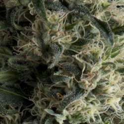 50 UND FEM - AUTO GALAXY * PYRAMID SEEDS 50 UND FEMINIZADAS