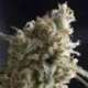 50 UND FEM - LENNON * PYRAMID SEEDS 50 UND FEMINIZADAS