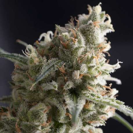 50 UND FEM - LENNON * PYRAMID SEEDS 50 UND FEMINIZADAS