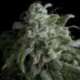 50 UND FEM - NEFERTITI * PYRAMID SEEDS 50 UND FEMINIZADAS