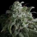 50 UND FEM - NEFERTITI * PYRAMID SEEDS 50 UND FEMINIZADAS