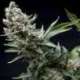 50 UND FEM - NEW YORK CITY * PYRAMID SEEDS 50 UND FEMINIZADAS