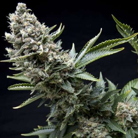 50 UND FEM - NEW YORK CITY * PYRAMID SEEDS 50 UND FEMINIZADAS