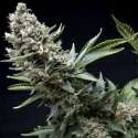 50 UND FEM - NEW YORK CITY * PYRAMID SEEDS 50 UND FEMINIZADAS