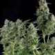 50 UND FEM - NORTHERN LIGHTS * PYRAMID SEEDS 50 UND FEMINIZADAS