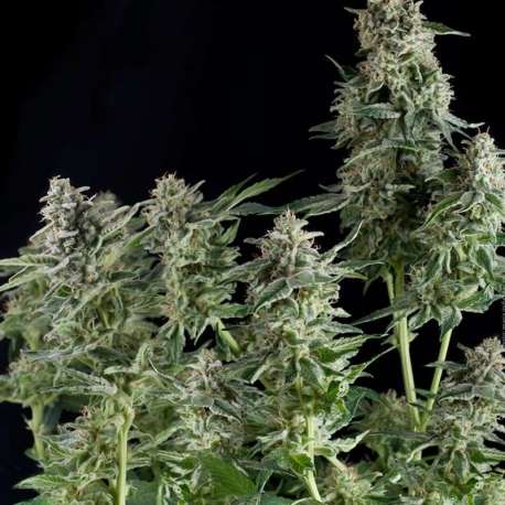 50 UND FEM - NORTHERN LIGHTS * PYRAMID SEEDS 50 UND FEMINIZADAS