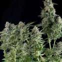 50 UND FEM - NORTHERN LIGHTS * PYRAMID SEEDS 50 UND FEMINIZADAS
