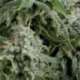 50 UND FEM - AUTO NORTHERN LIGHTS * PYRAMID SEEDS 50 UND FEMINIZADAS