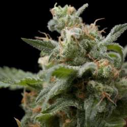 50 UND FEM - SUPER HASH * PYRAMID SEEDS 50 UND FEMINIZADAS