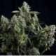 50 UND FEM - TUTANKHAMON * PYRAMID SEEDS 50 UND FEMINIZADAS