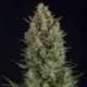 50 UND FEM - WEMBLEY * PYRAMID SEEDS 50 UND FEMINIZADAS
