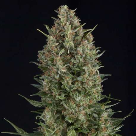 50 UND FEM - WEMBLEY * PYRAMID SEEDS 50 UND FEMINIZADAS
