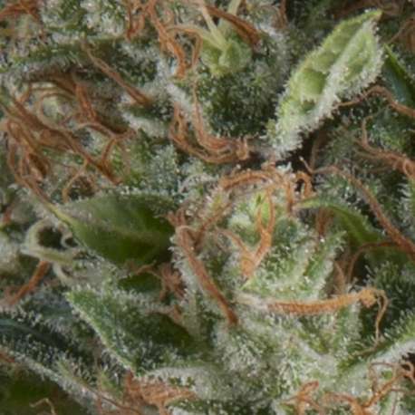 50 UND FEM - AUTO WEMBLEY * PYRAMID SEEDS 50 UND FEMINIZADAS