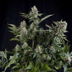 50 UND FEM - WHITE WIDOW * PYRAMID SEEDS 50 UND FEMINIZADAS