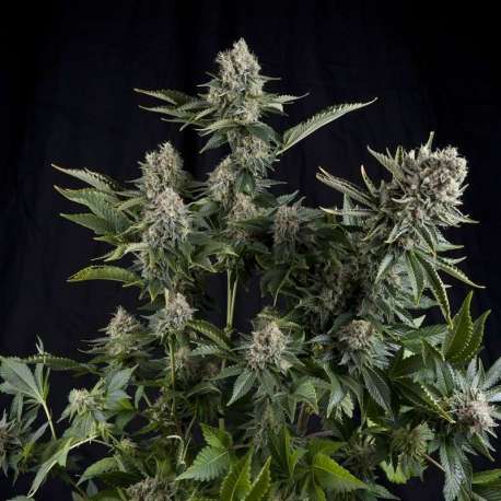 50 UND FEM - WHITE WIDOW * PYRAMID SEEDS 50 UND FEMINIZADAS