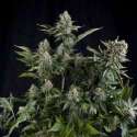 50 UND FEM - WHITE WIDOW * PYRAMID SEEDS 50 UND FEMINIZADAS