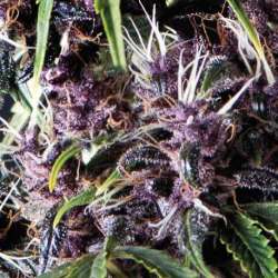 50 UND FEM - AUTO PURPLE * PYRAMID SEEDS 50 UND FEMINIZADAS