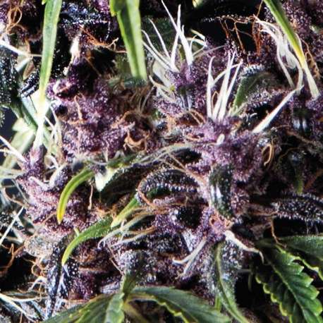 50 UND FEM - AUTO PURPLE * PYRAMID SEEDS 50 UND FEMINIZADAS