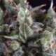 50 UND FEM - OLYMPIA * PYRAMID SEEDS 50 UND FEMINIZADAS