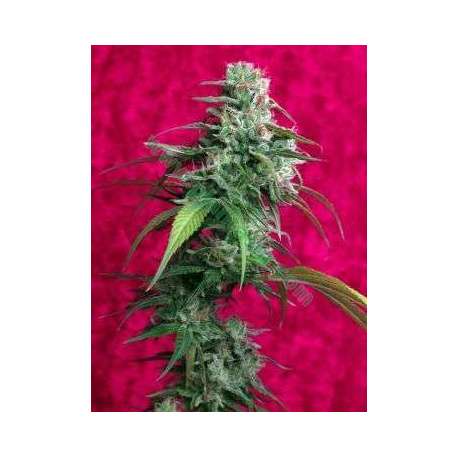 1 UND FEM - JUANITA LA LAGRIMOSA * REGGAE SEEDS 1 UND FEMINIZADA