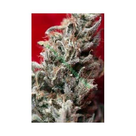 7 UND FEM - O'HAZE RED * REGGAE SEEDS 7 UND FEMINIZADAS