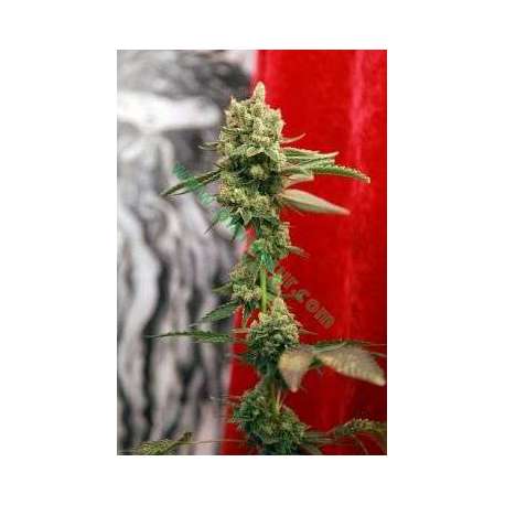 7 UND REG - GUAYAKA * REGGAE SEEDS 7 UND REGULARES