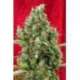 15 UND REG - SESSION * REGGAE SEEDS 15 UND REGULARES