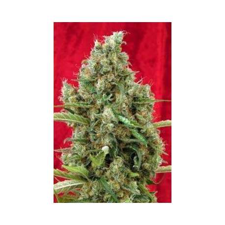 15 UND REG - SESSION * REGGAE SEEDS 15 UND REGULARES
