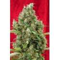 15 UND REG - SESSION * REGGAE SEEDS 15 UND REGULARES