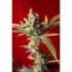 15 UND REG - DUB * REGGAE SEEDS 15 UND REGULARES