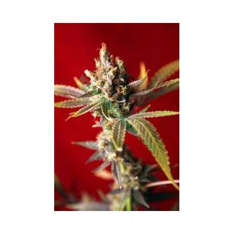 15 UND REG - DUB * REGGAE SEEDS 15 UND REGULARES