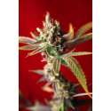 15 UND REG - DUB * REGGAE SEEDS 15 UND REGULARES