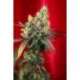 15 UND REG - DANCEHALL * REGGAE SEEDS 15 UND REGULARES