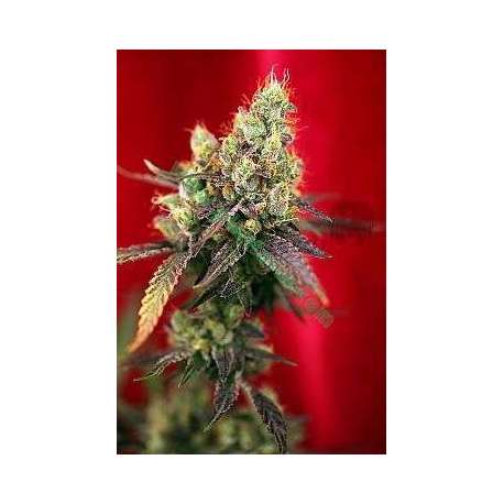 15 UND REG - DANCEHALL * REGGAE SEEDS 15 UND REGULARES