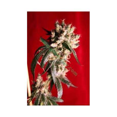 15 UND REG - ROOTS * REGGAE SEEDS 15 UND REGULARES