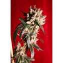 15 UND REG - ROOTS * REGGAE SEEDS 15 UND REGULARES