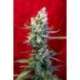 15 UND REG - REVOLUTION * REGGAE SEEDS 15 UND REGULARES